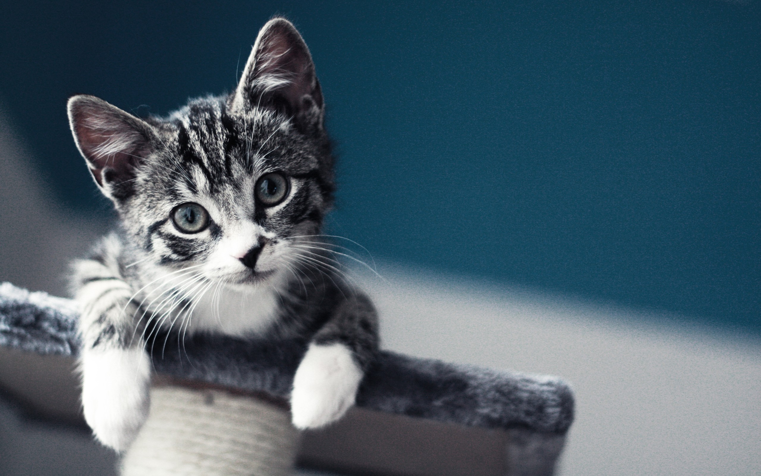 Munchkin-Cat-HD-Background-Wallpaper-18845