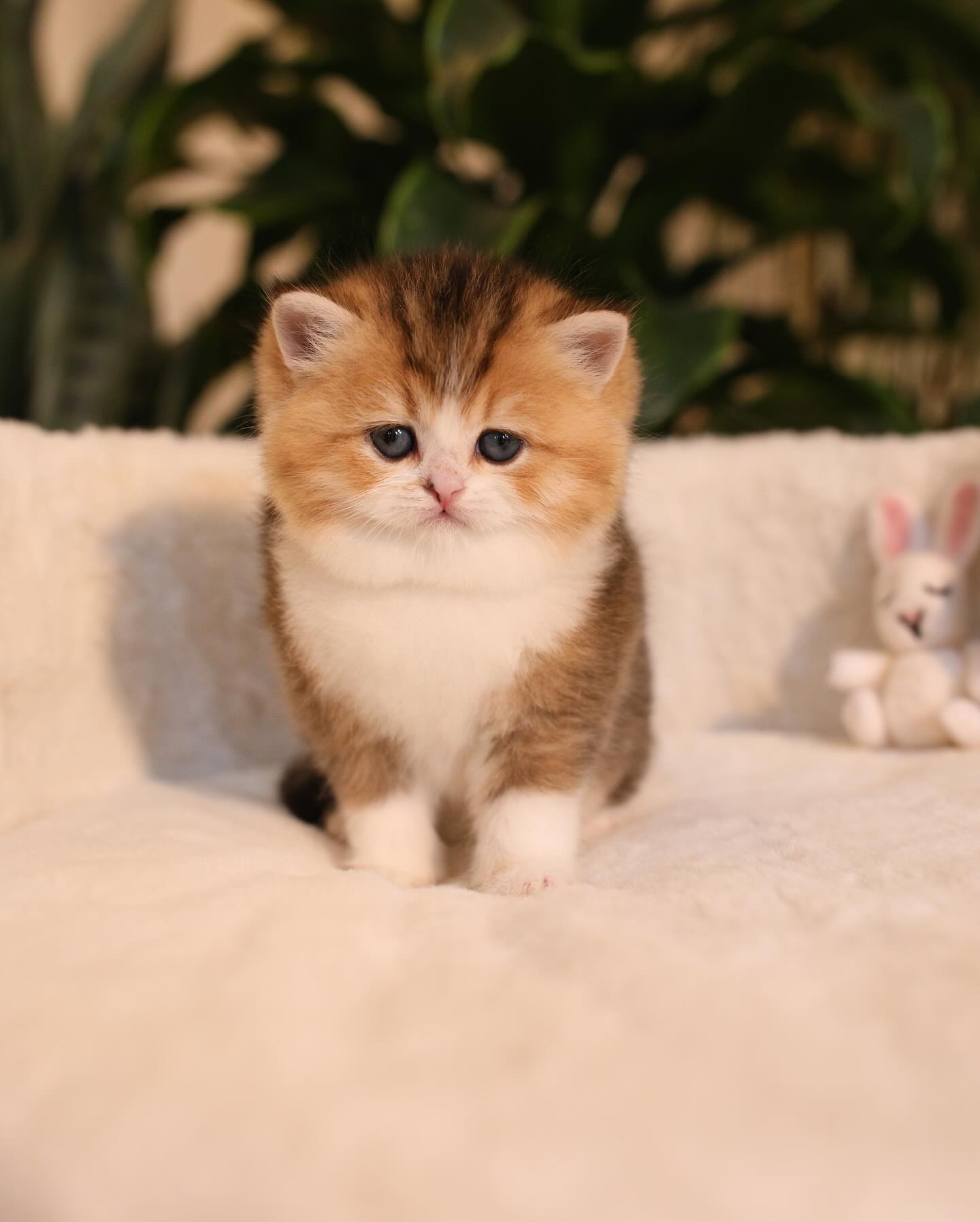 Photo-by-🐱Fluffy-Nerfs🐱-on-March-08-2024.-May-be-an-image-of-Persian-cat-and-kitten.-1