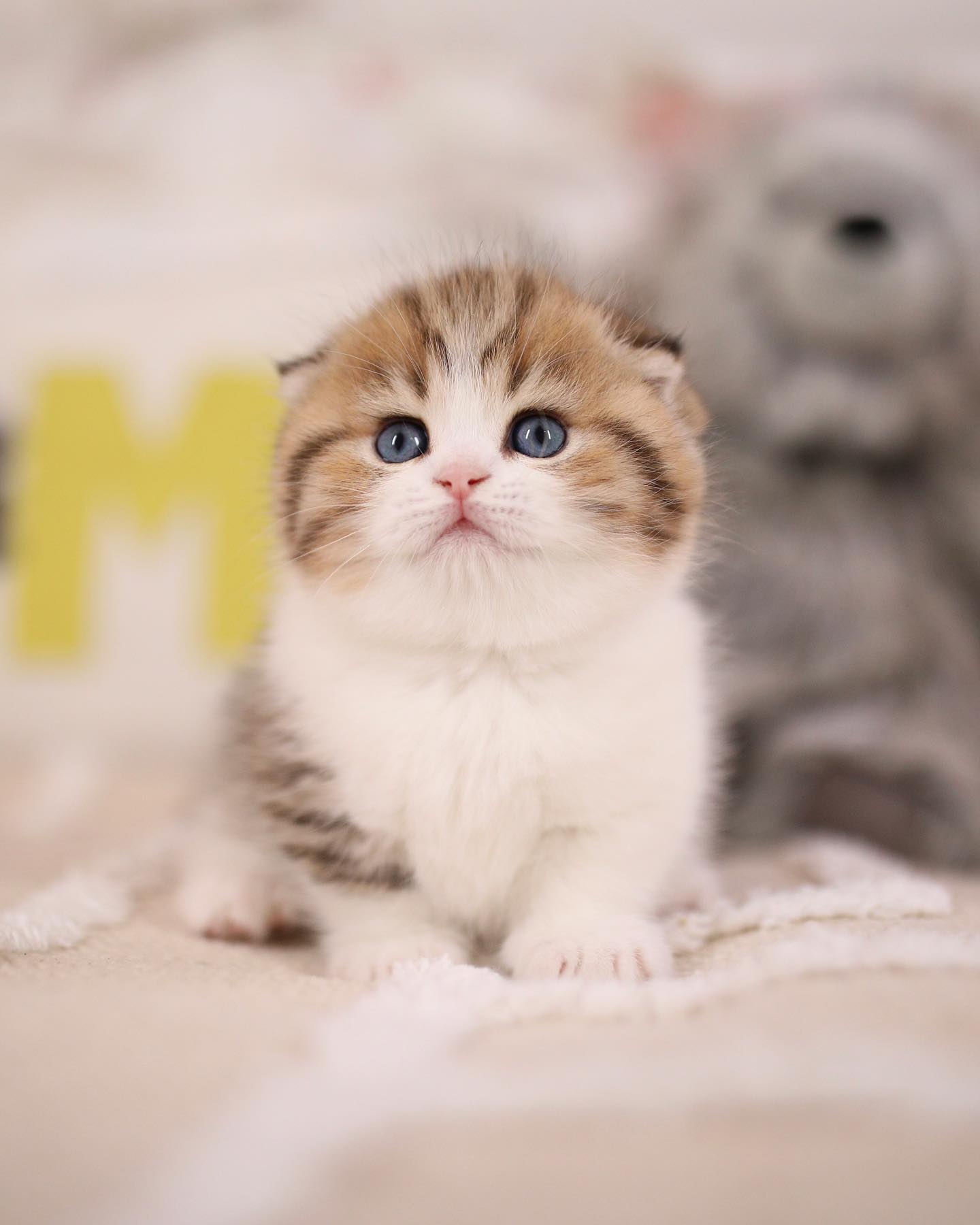 Photo-by-🐱Fluffy-Nerfs🐱-on-November-11-2021