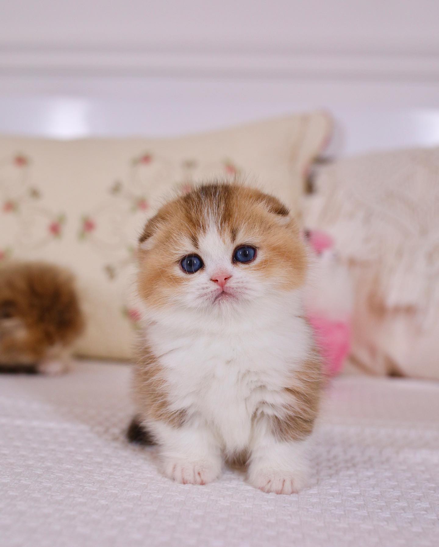Photo-by-🐱Fluffy-Nerfs🐱-on-October-25-2023.-3