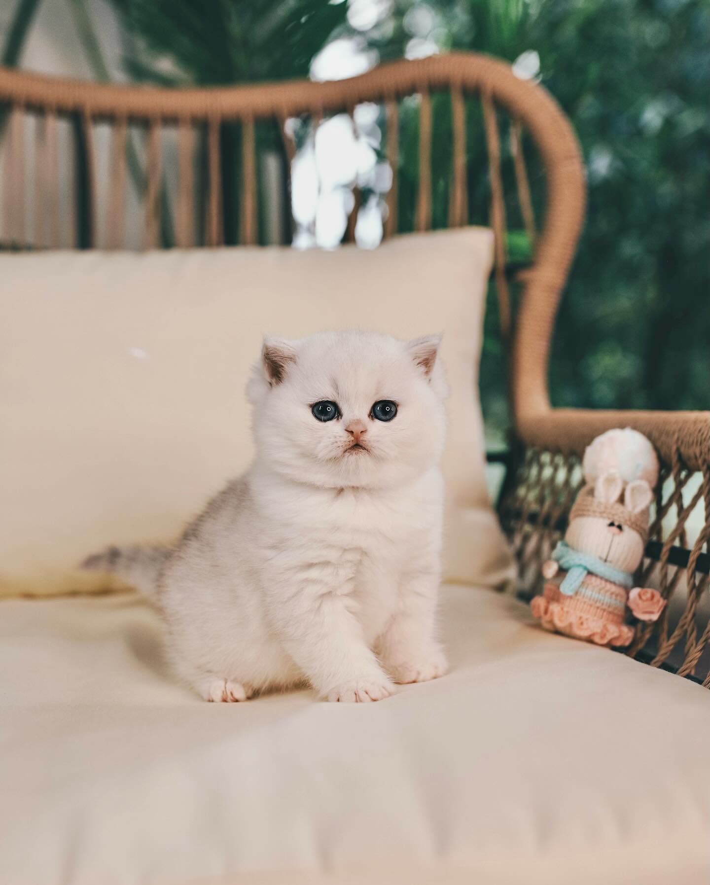 Photo-shared-by-🐱Fluffy-Nerfs🐱-on-January-13-2024-tagging-@sweetheartkittens-@fluffy_nerfs_-and-@_fluffy_nerfs_