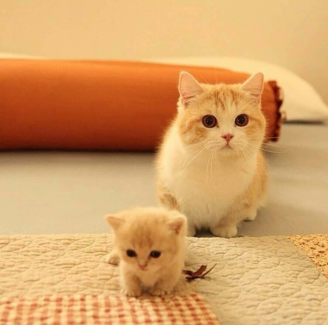 munchkin-cat-1080-x-1070-wallpaper-kyx9mzyzw309eudp